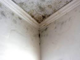 Reliable Cliffwood Beach, NJ Mold Remediation Solutions